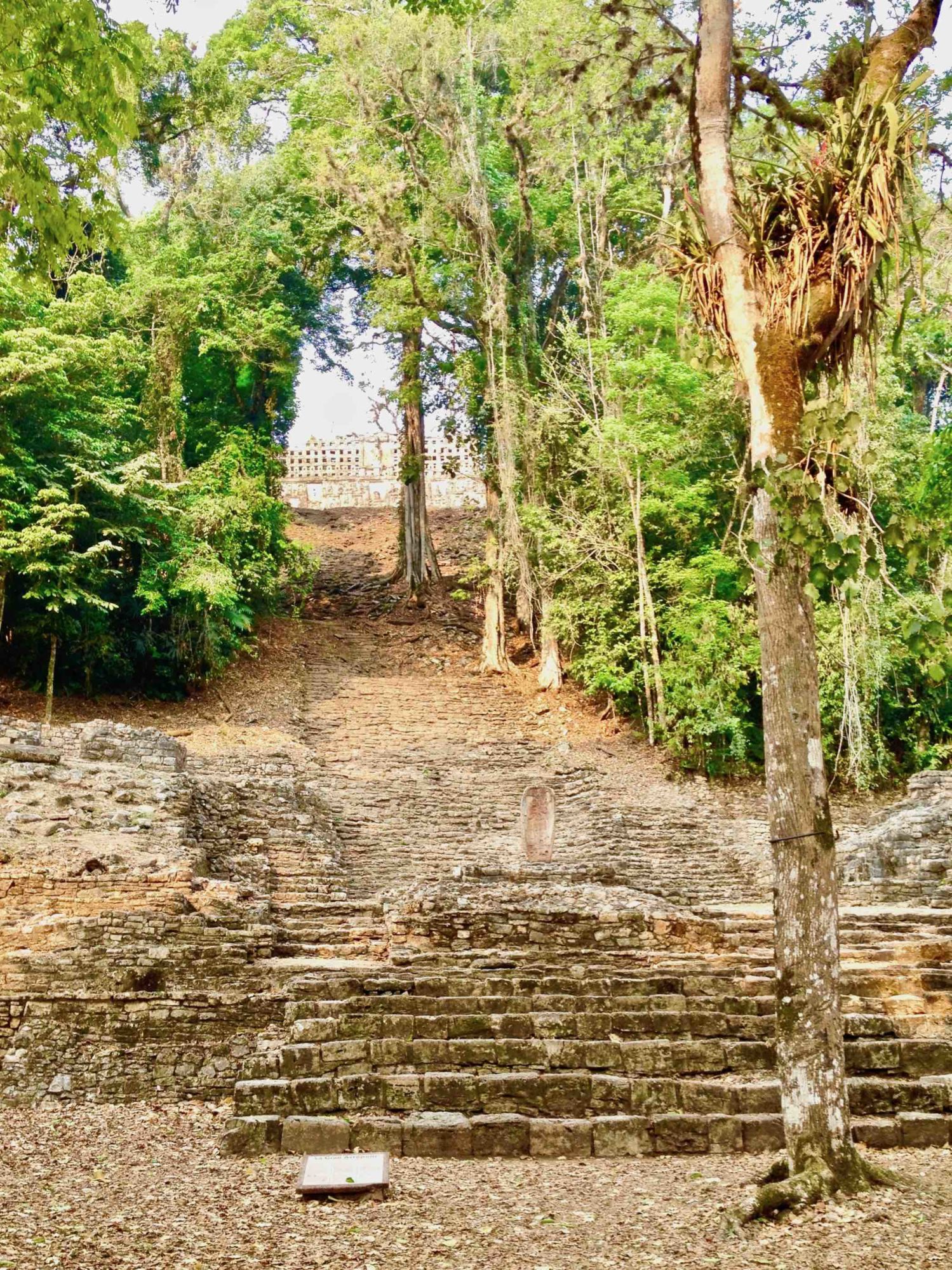 V Yaxchilánu je na pyramidách částečně ponechán původní porost