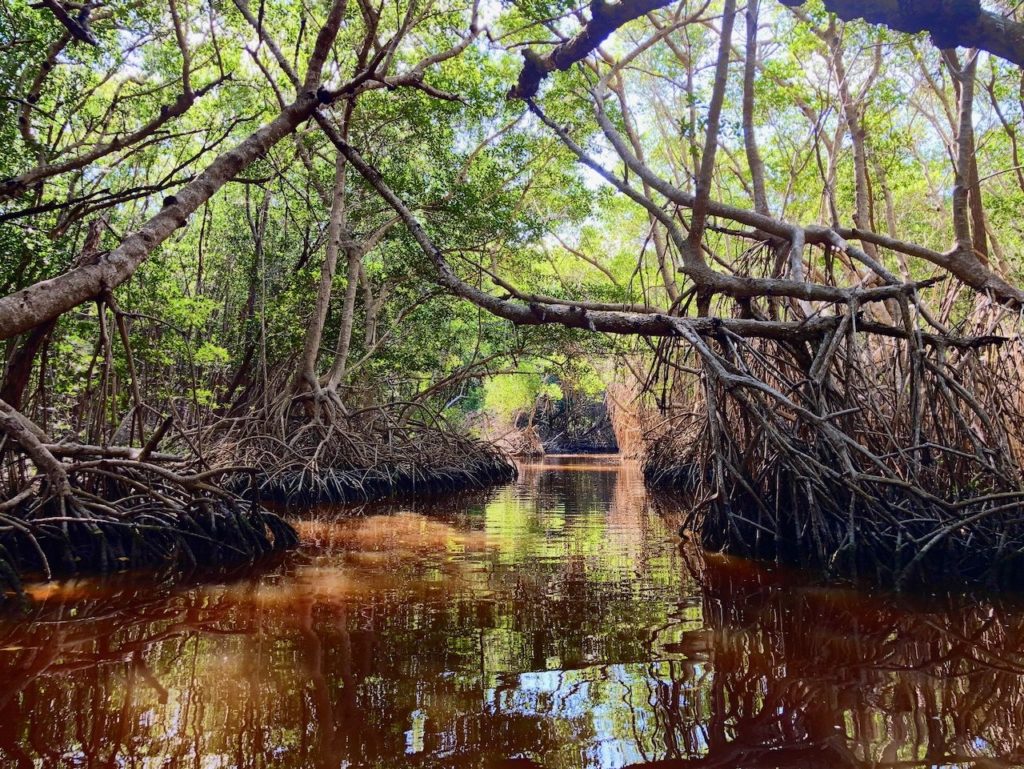V Celestúnu se mezi mangrovníky také podíváte